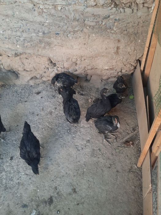 Кора шахзода тозаси