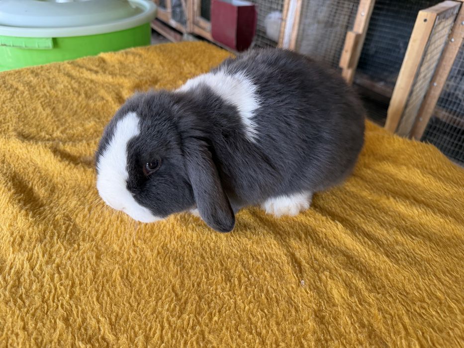 Минилоп сплинт куён quyon