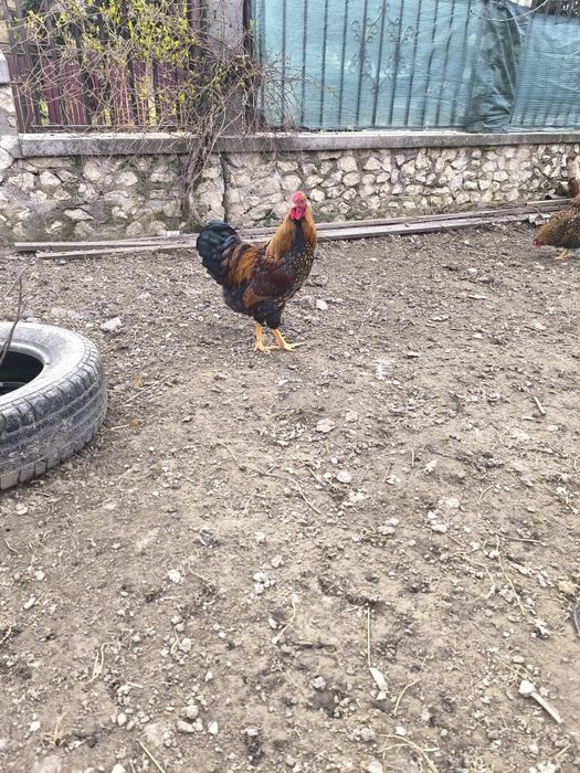 Cocoș wyandotte gsg 2025