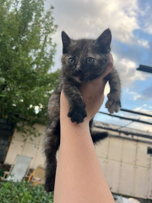 Подарю  котеночка