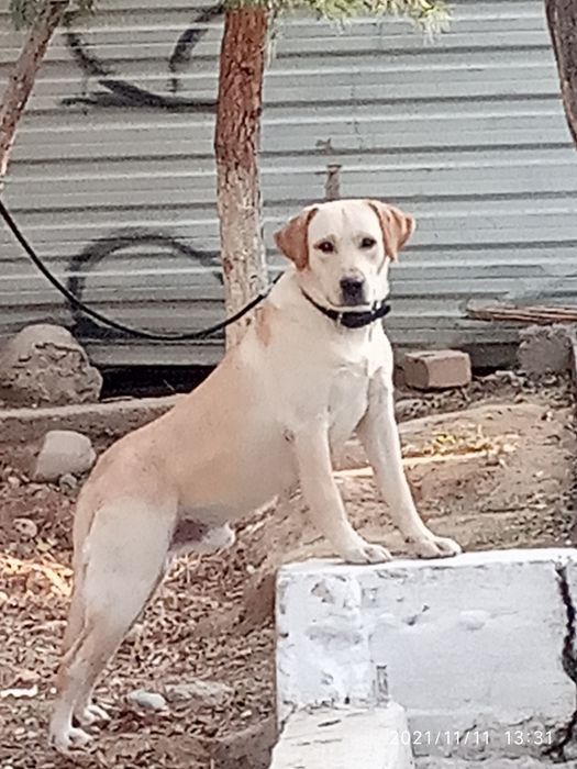 Вязка собаки породы ЛАБРАДОР - РЕТРИВЕР