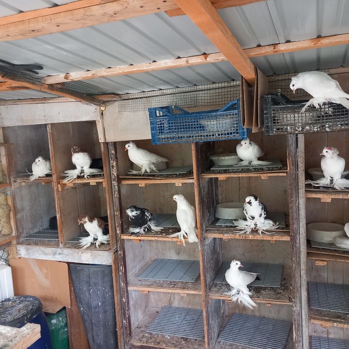 Voliera 2 compartimente porumbei uriasi maghiari