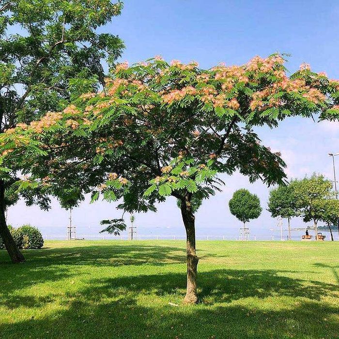 Албиция - едно от най-красивите дървета