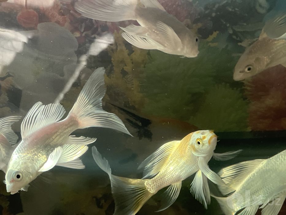 Koi Platina baliqlari sotiladi