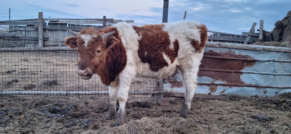 Подсос бұқа сатылады.