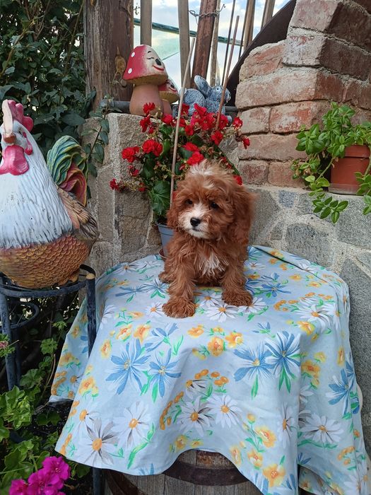 Кавапу Cavapoo..