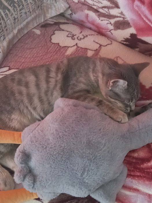 Отдам даром кошечку. Примерно 4 месяца.