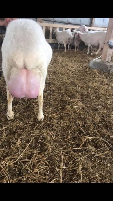 Se vând Mielute Assaf