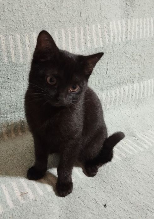 Отдам котёнка-девочку