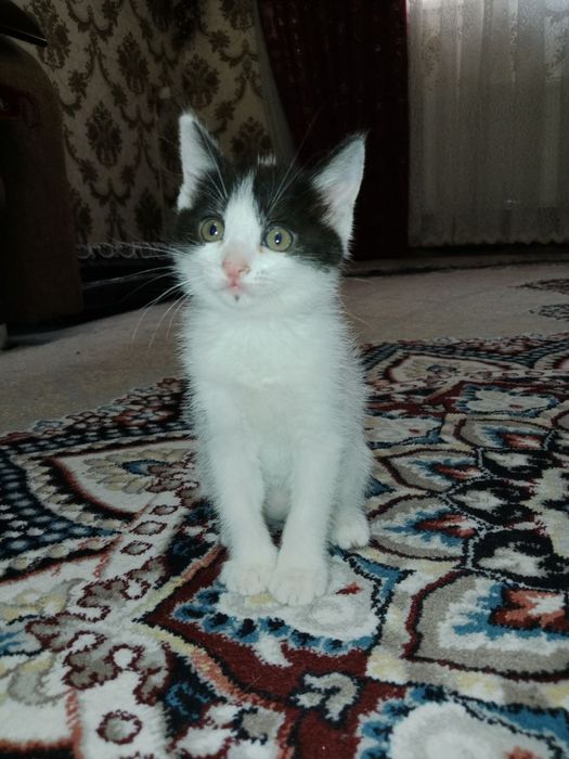 Отдадим котят в добрые руки