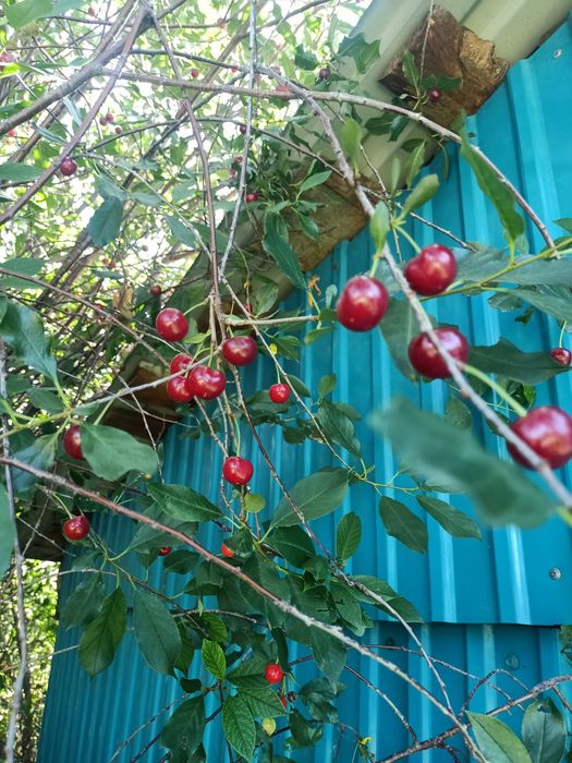 Продам сладкую вишню