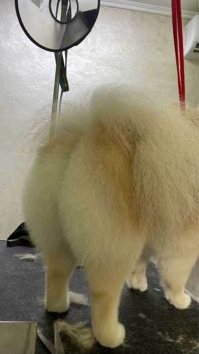 случка собак