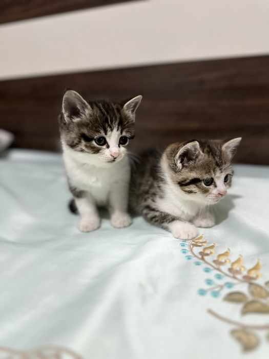 Отдам котят в добрые руки