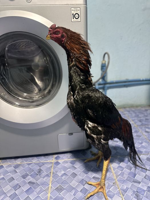 SHAMO Dakan sotiladi