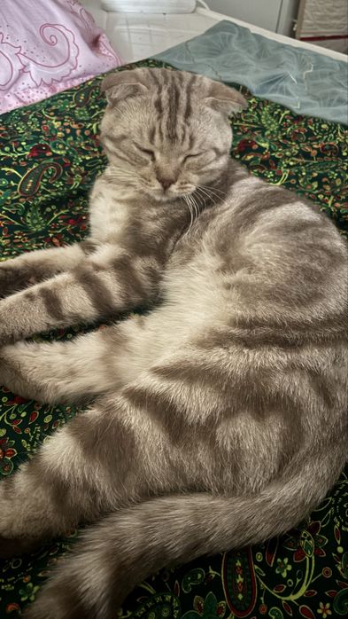 Кот Шотландский.