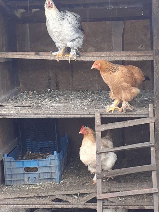 Păsări de vânzare