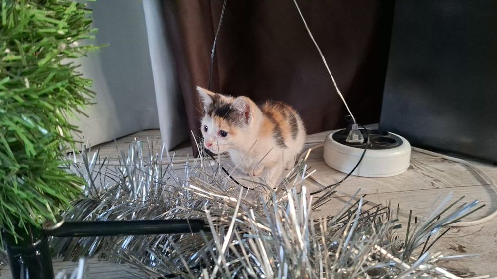 отдам даром в добрые руки