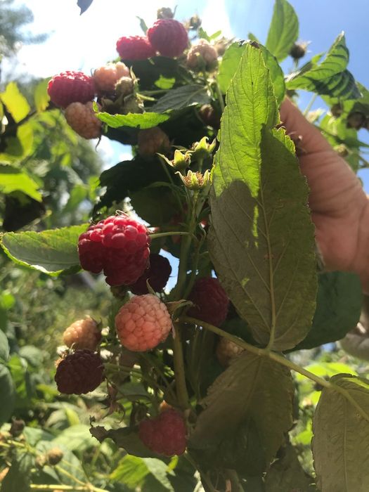 Саженцы плодово-ягодный культур