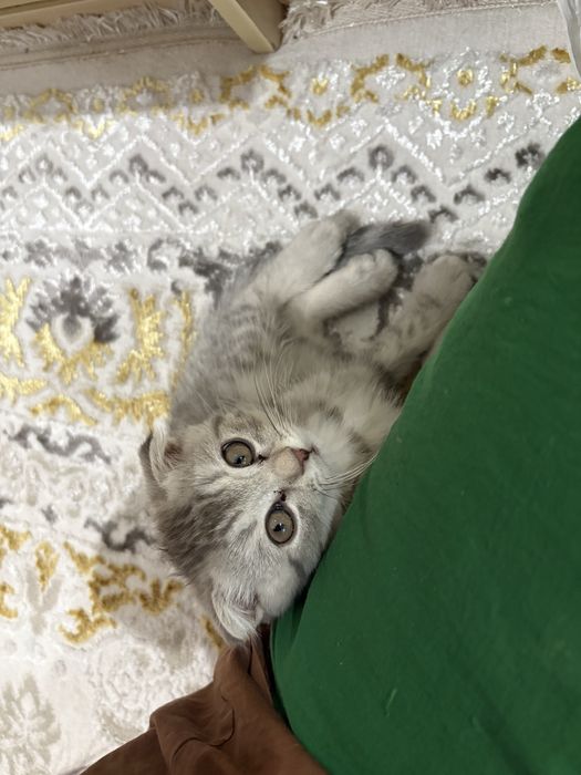 Продам мальенкого котёнка