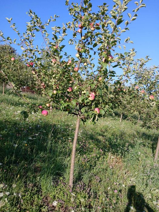 Teren agricol cu casa de lemn