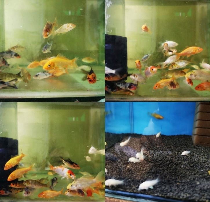 Vietăți              .