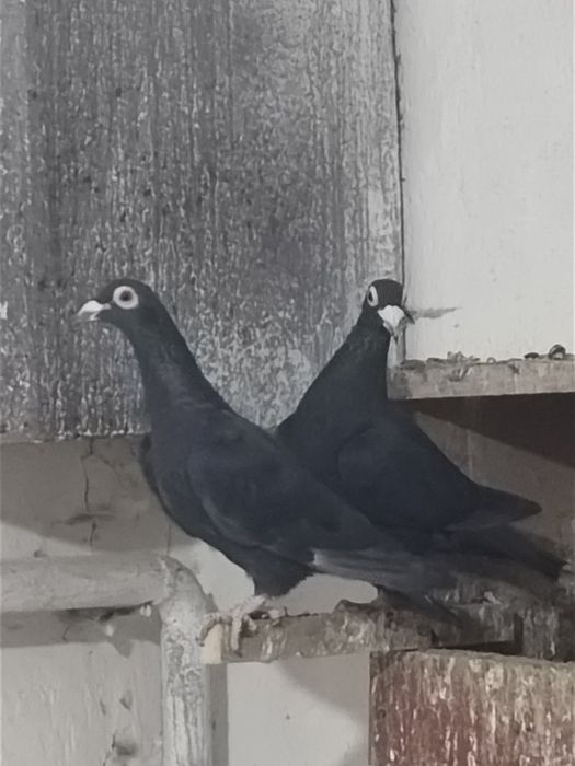 Драконы черные голуби