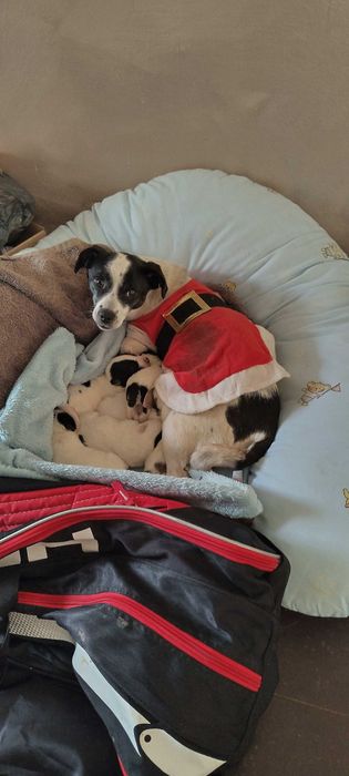 Джак Ръсел бебе на 2мес