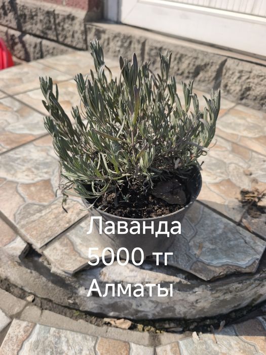 Ель, пихта, туя, можжевельник