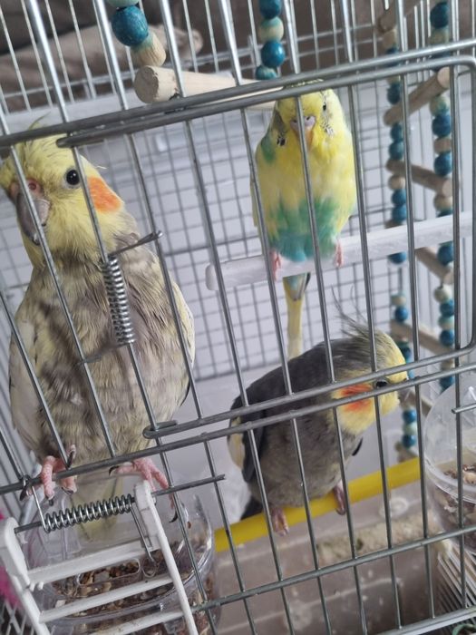 Продам трех попугаев ,парочка короли волнистик