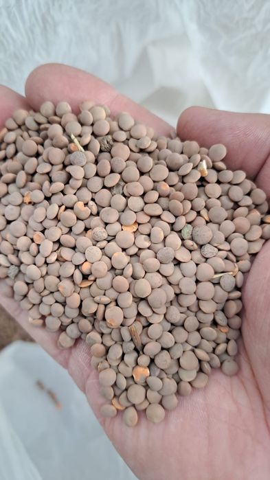 Лён.Платный чат!Все корма.