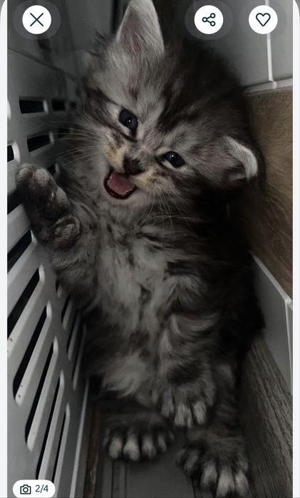 Котята Полидакты