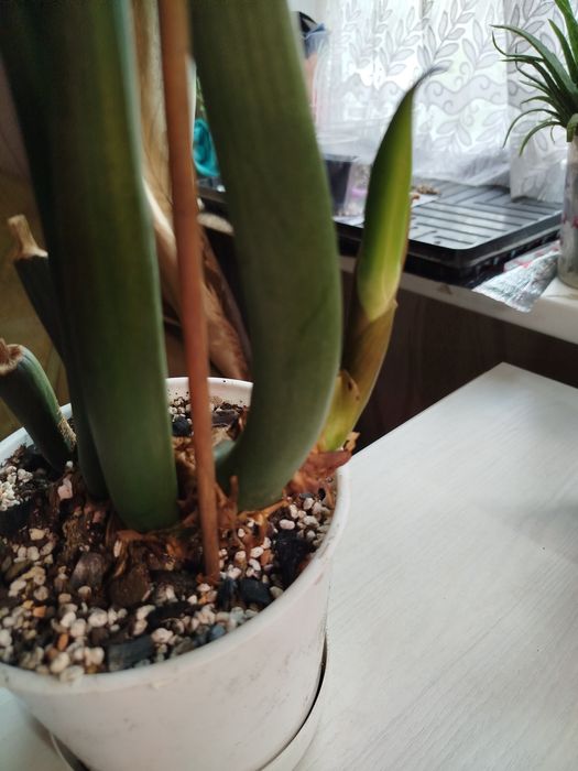 Замиокулькас денежное дерево