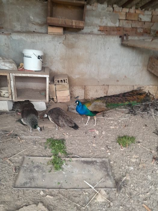 Пауни на пет години