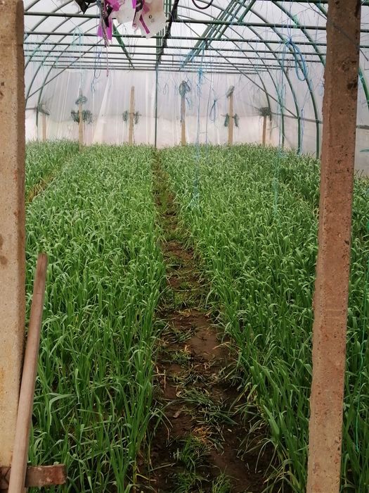 Usturoi verde de vânzare pt pasti