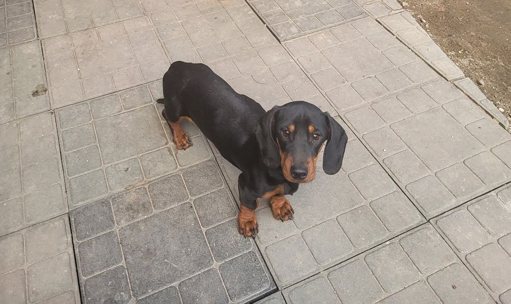 Такса щенки 6 месяцев.