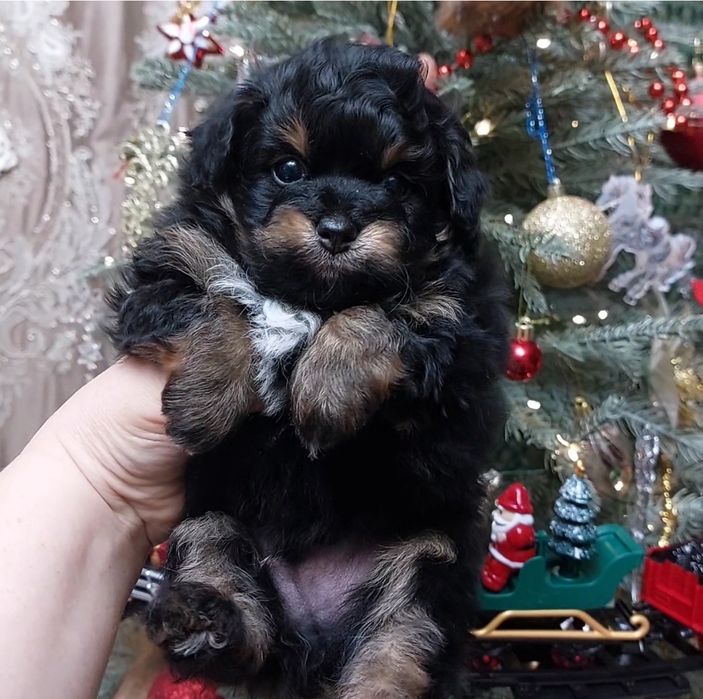 Щенок (мальтипу)Помапу