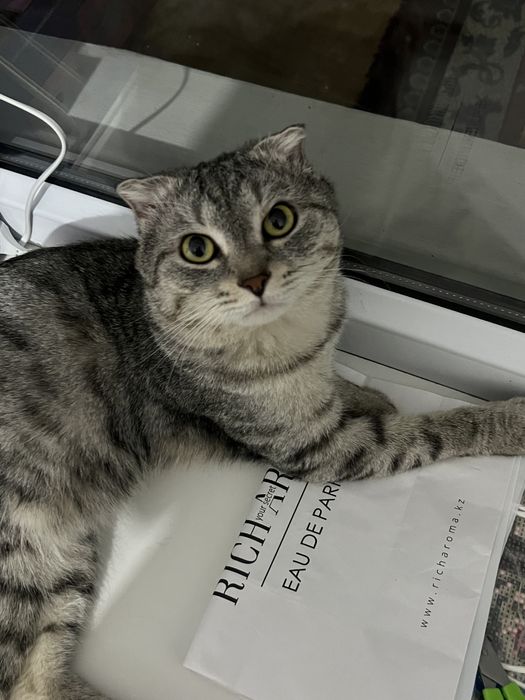 Вислоухий шотландский кот