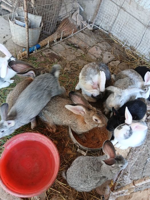 Quyonlar bor sogʻlom