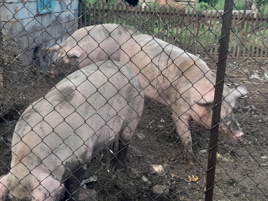 Продам кабана производителя