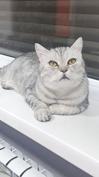 Котик в хорошие руки