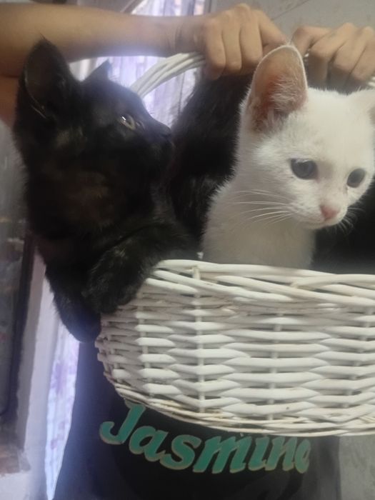 Котята полу шотландские