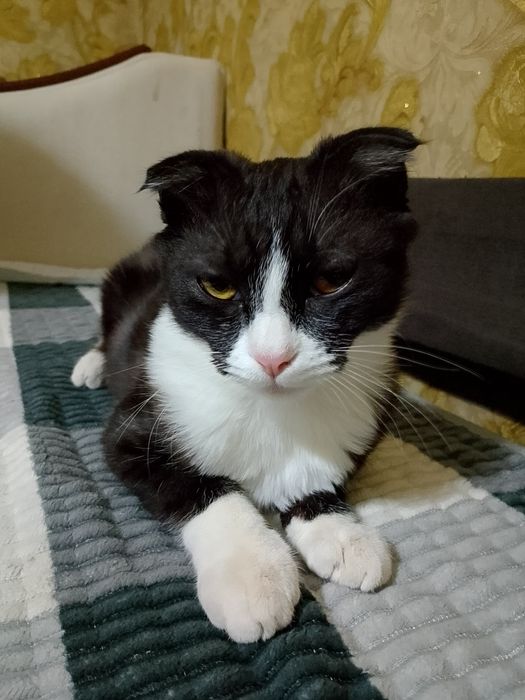 Отдам кошку в добрые руки