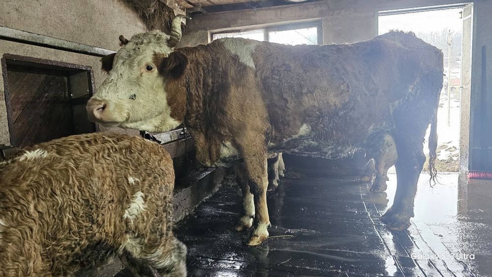 Vaca  baltata cu vitel de  doua săptămâni