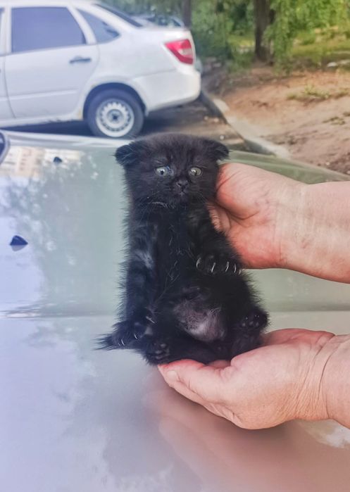Отдам в добрые рука,вислоухий