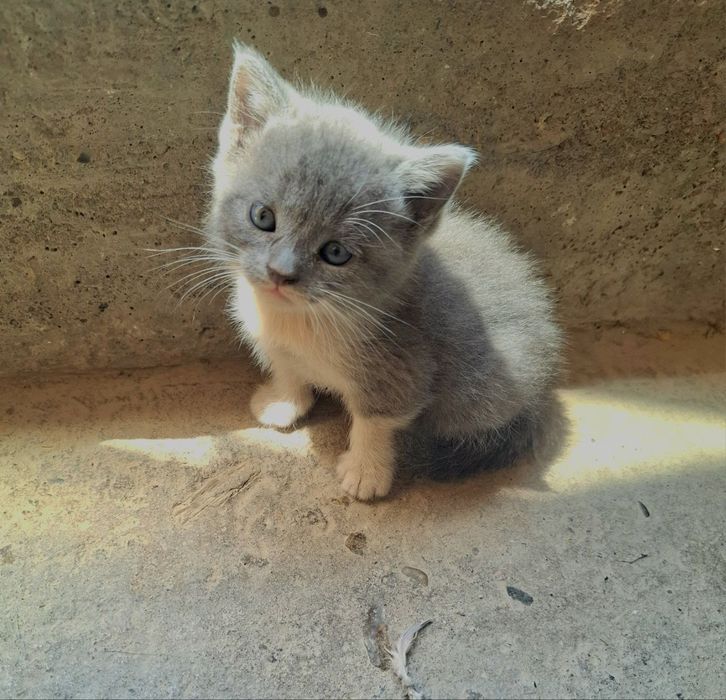 Mushukchalar sotiladi keliwtirib beraman hamma parodalaridan bor