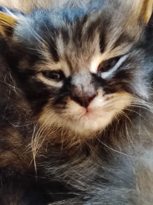 Отдам котят бесплатно