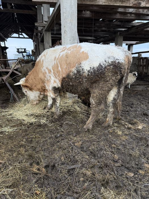 Vand viței de tăiat