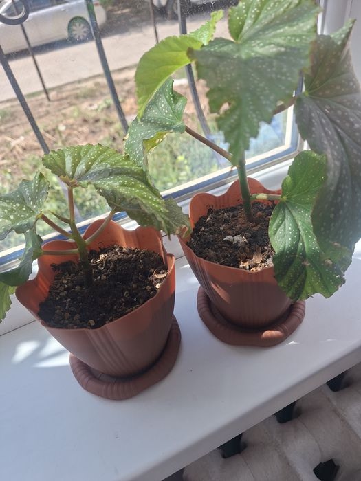 Бегония коралловый продам