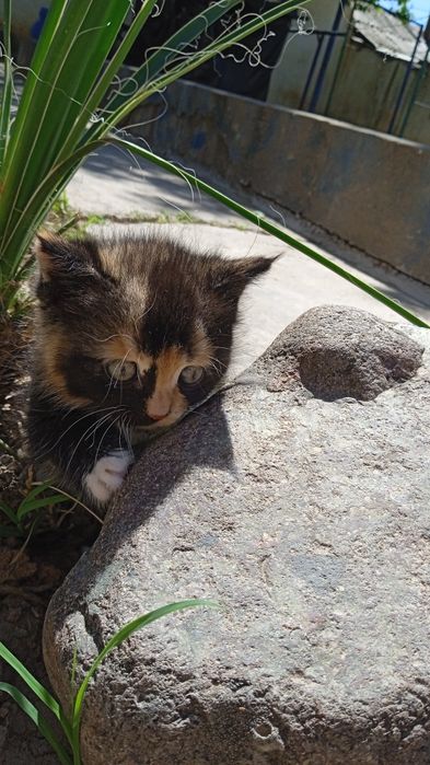 Отдам даром котят в хорошие руки