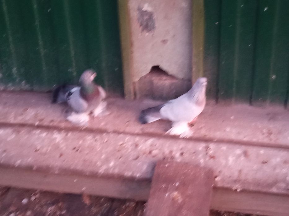 Продаю голубей самцы